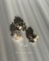  Pua
